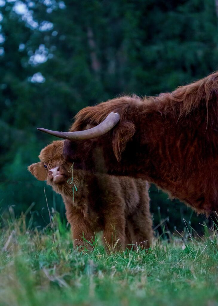 cows, calf, animals, nature, lawn, grass, livestock, cattle, farm
