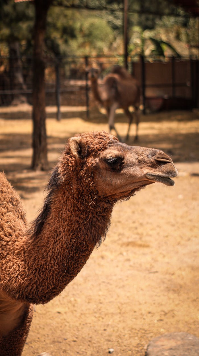 A detailed close-up of a camel in a sunlit outdoor enclosure with a desert background.