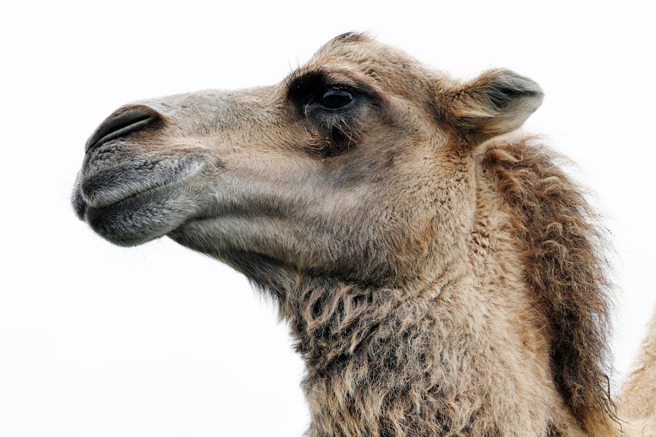 Detailed side view of a dromedary camel's head and fur texture.