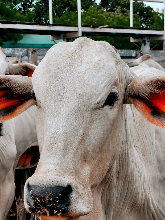 Detailed close-up portrait of a Brahman cow at a farm in Goiânia, Brazil, showcasing its distinct features.