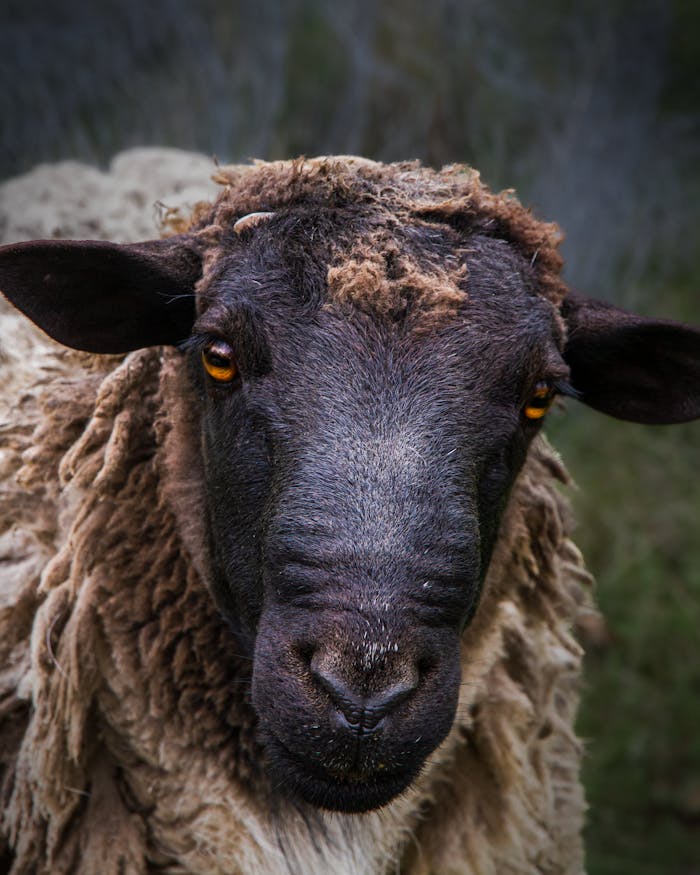 Intimate close-up of a black-faced sheep with textured wool outdoors.