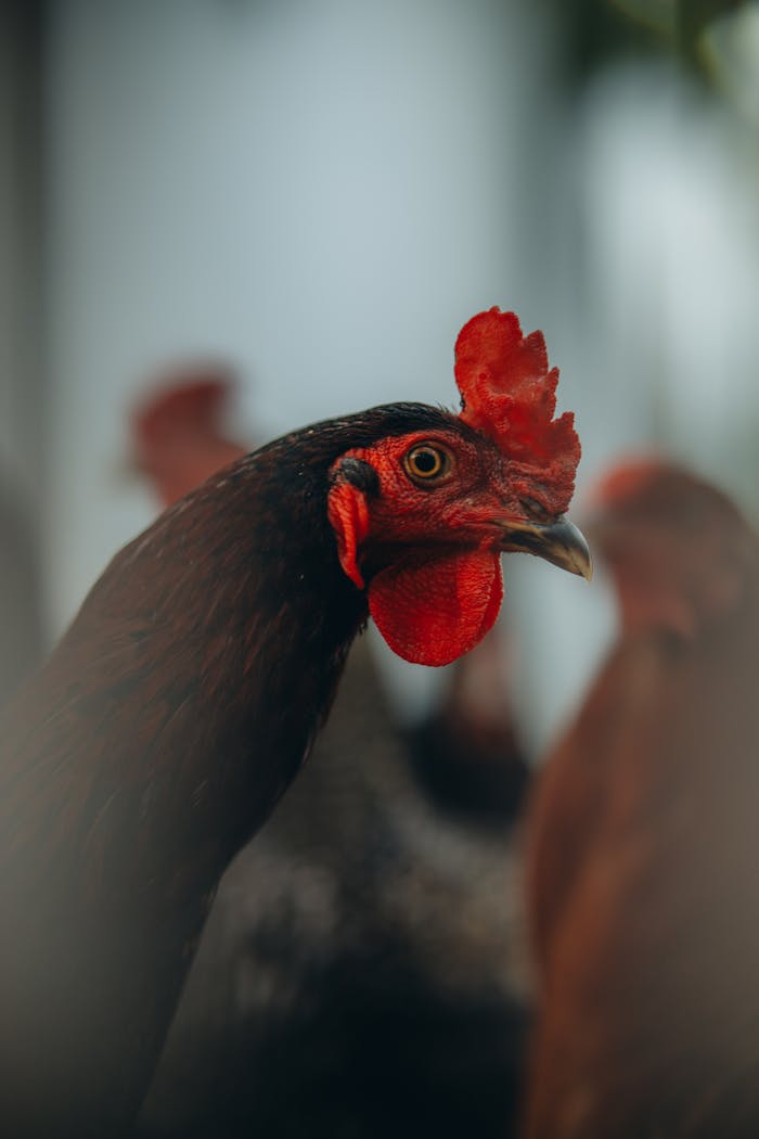 Crafting Captivating Headlines: Your awesome post title goes here A detailed view of a red hen among other poultry, highlighting its vivid features.