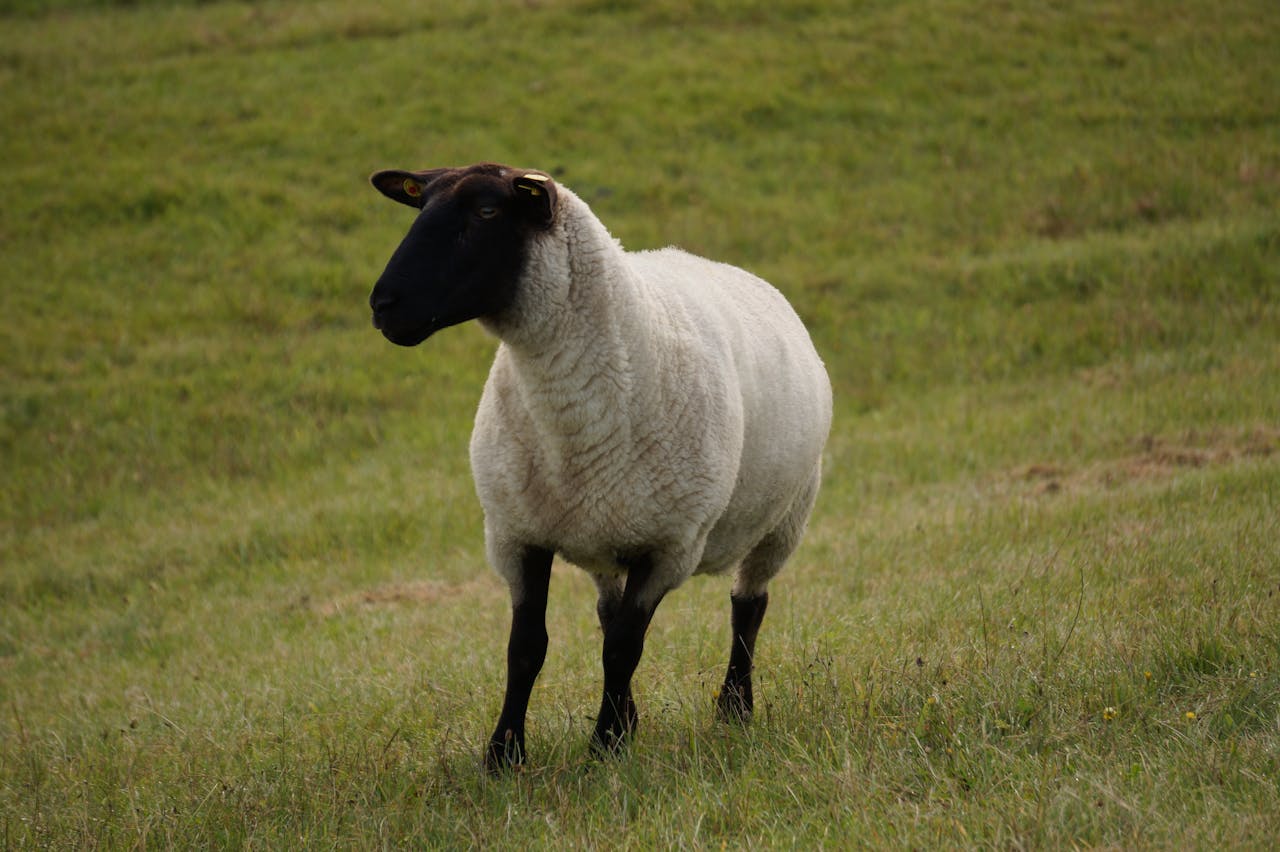 our-story A lone sheep standing peacefully in a green pasture, embodying tranquility in a rural setting.