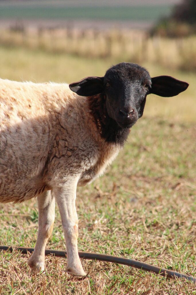 A sheep with a black head stands in a sunny Brazilian pasture, highlighting rural farm life.