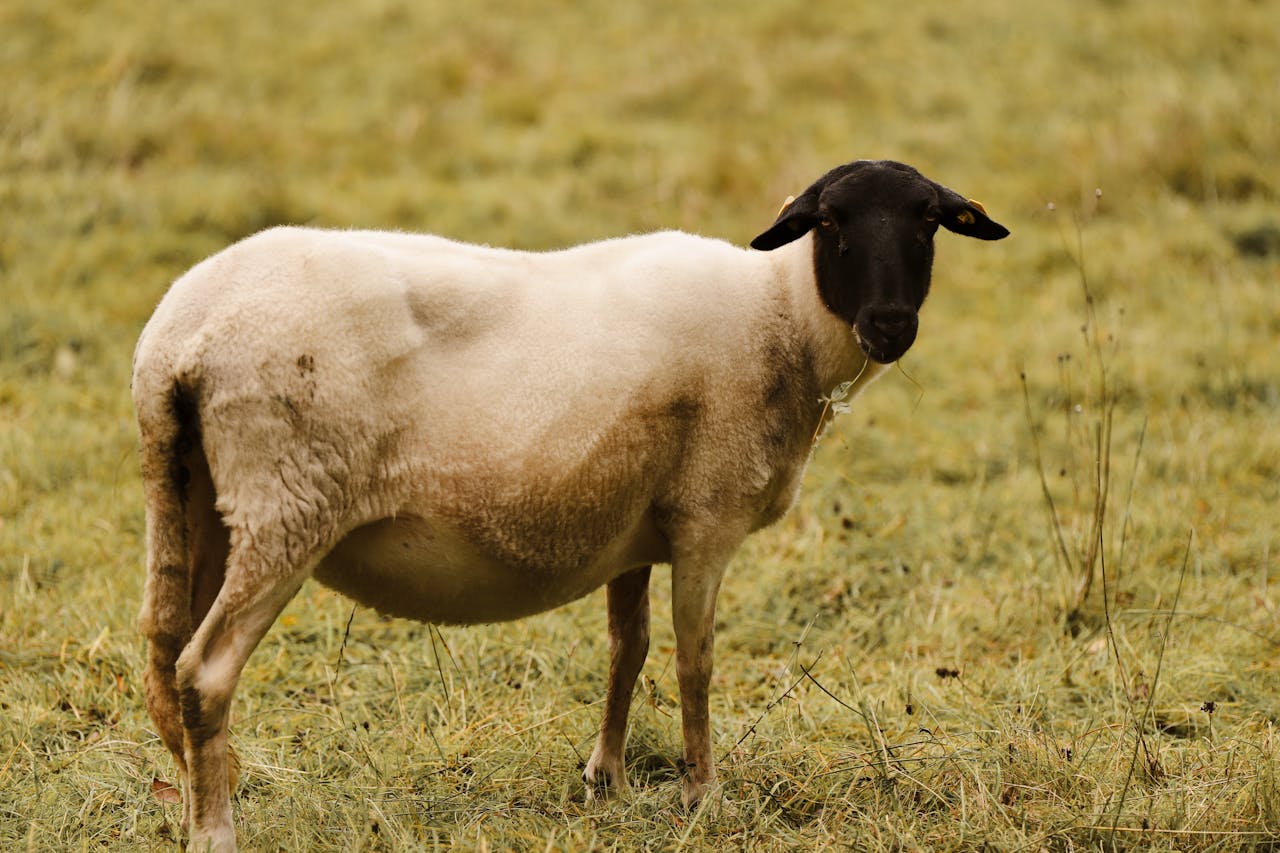 Mastering the First Impression: Your intriguing post title goes here A sheep stands in a grassy field, showcasing its woolly coat and black head.