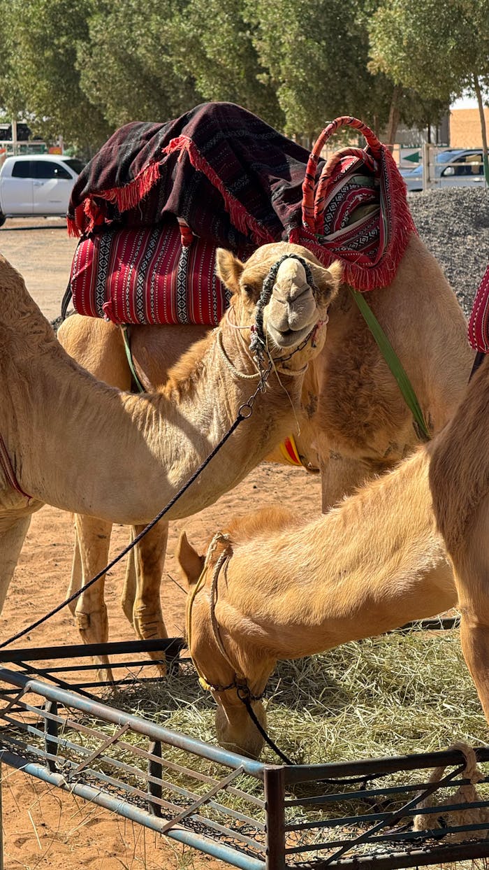 Camels resting and feeding outdoors with traditional adornments, embodying Arabian culture.