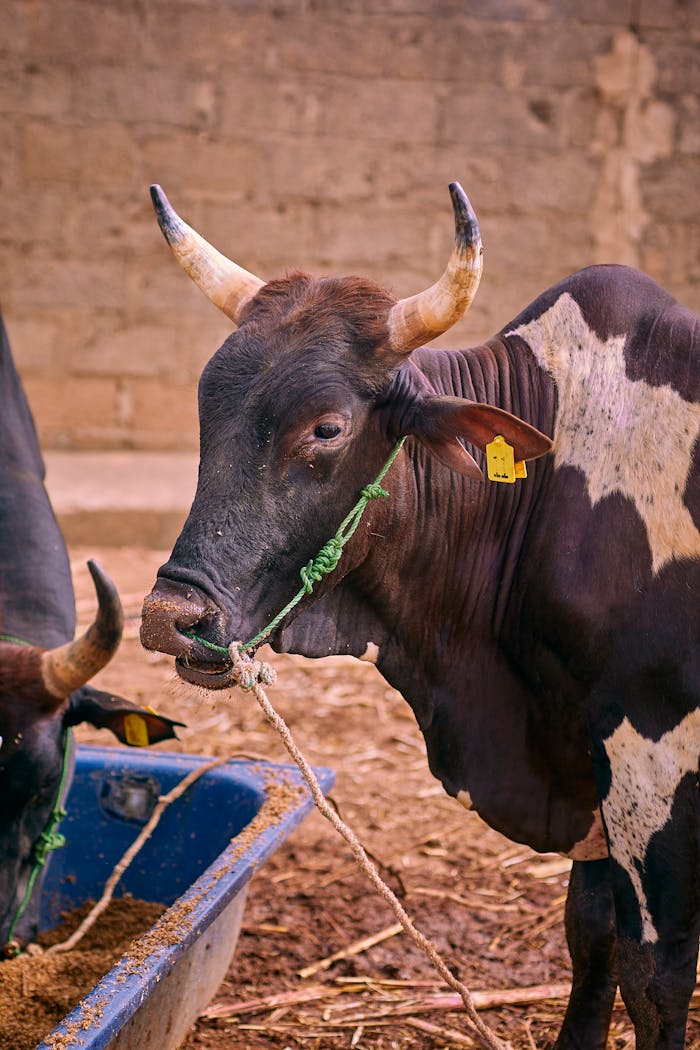 Brown and white cattle eating from a trough indoors on a farm.