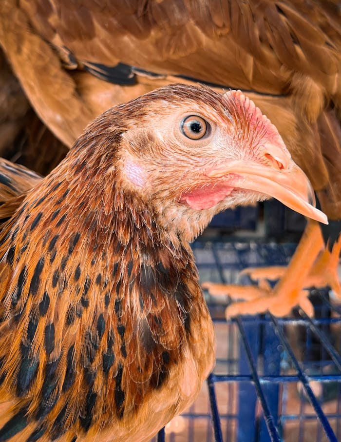 The Art of Drawing Readers In: Your attractive post title goes here Detailed view of a hen in a wire cage, showing feathers and eye close-up.