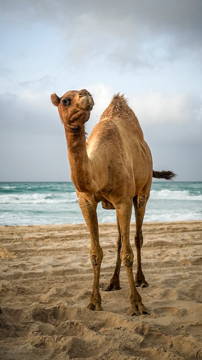 A dromedary camel stands on a sandy beach with ocean waves in the background.