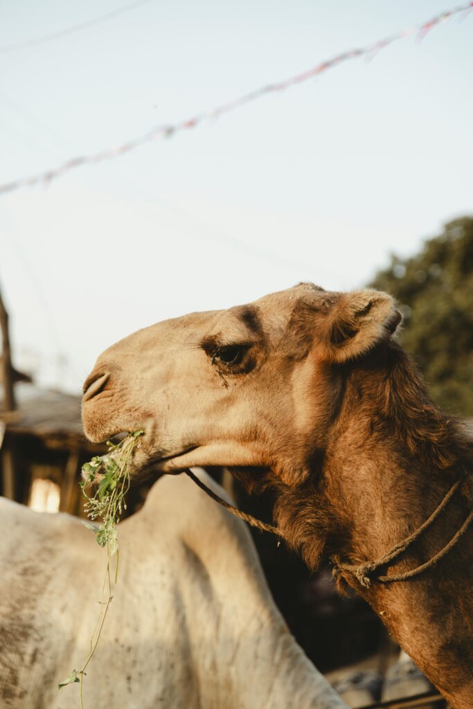 A close-up of a camel eating leaves in a rural setting during the day.