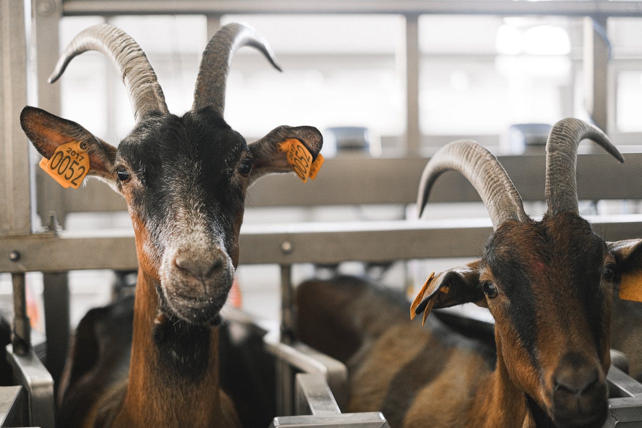 Close-up of goats with ear tags in an indoor livestock facility.
