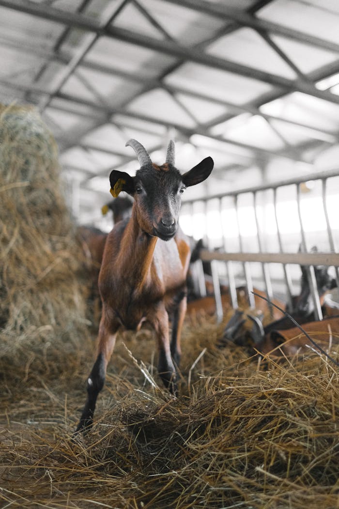 A brown goat with horns stands in a barn beside hay, emphasizing farm life.