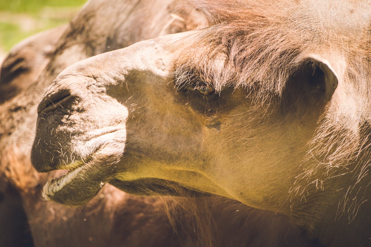 Detailed close-up of a dromedary camel showing its distinctive features.