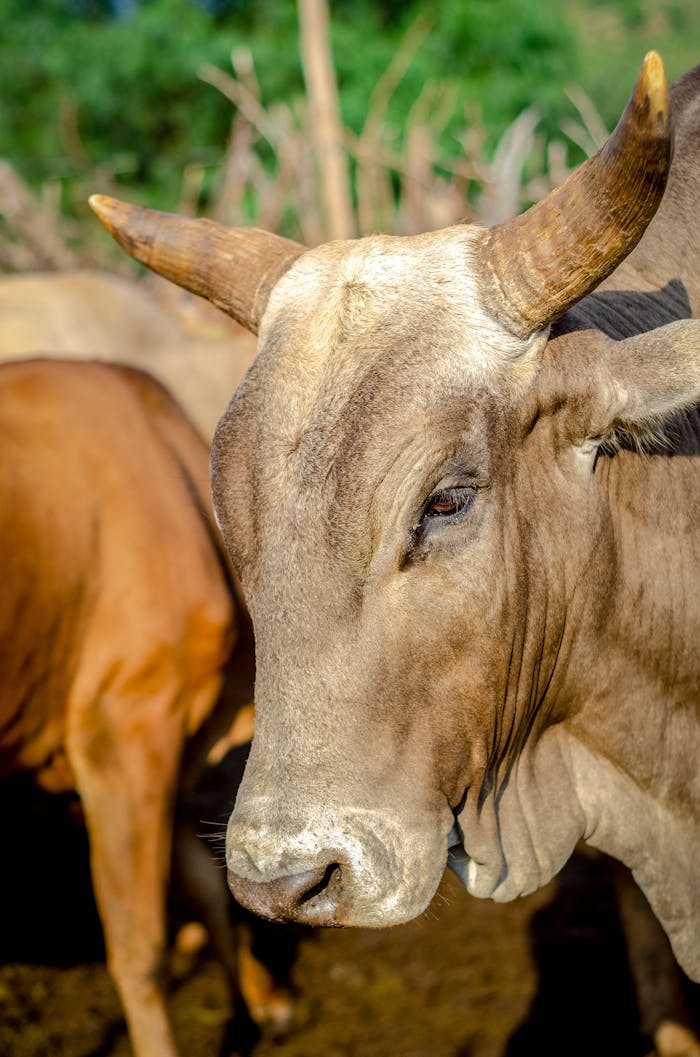 A detailed close-up image of a horned cow in a farm setting, highlighting agricultural life.